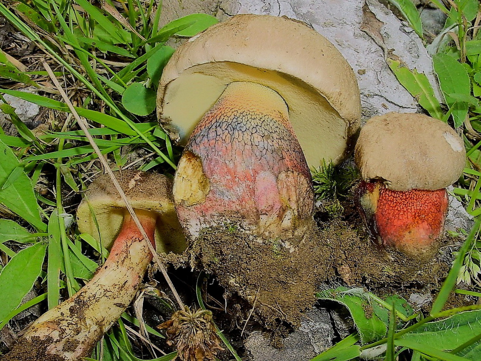 Illustration